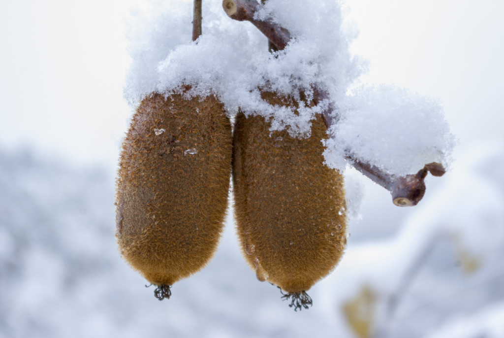 Essential winter vitamins with Oscar® kiwi!